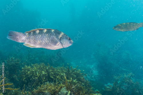 Purple wrasse, Notolabrus fucicola