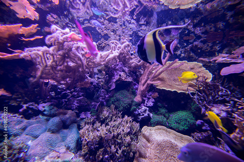 Purple coral reef in aquarium close up.