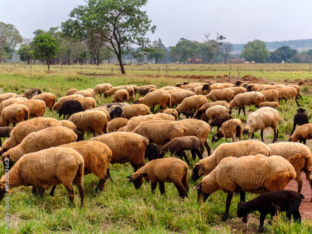 Obraz premium sheep on pasture in Brazil
