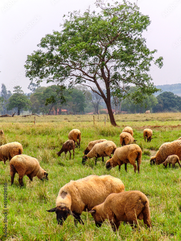 Obraz premium sheep on pasture in Brazil