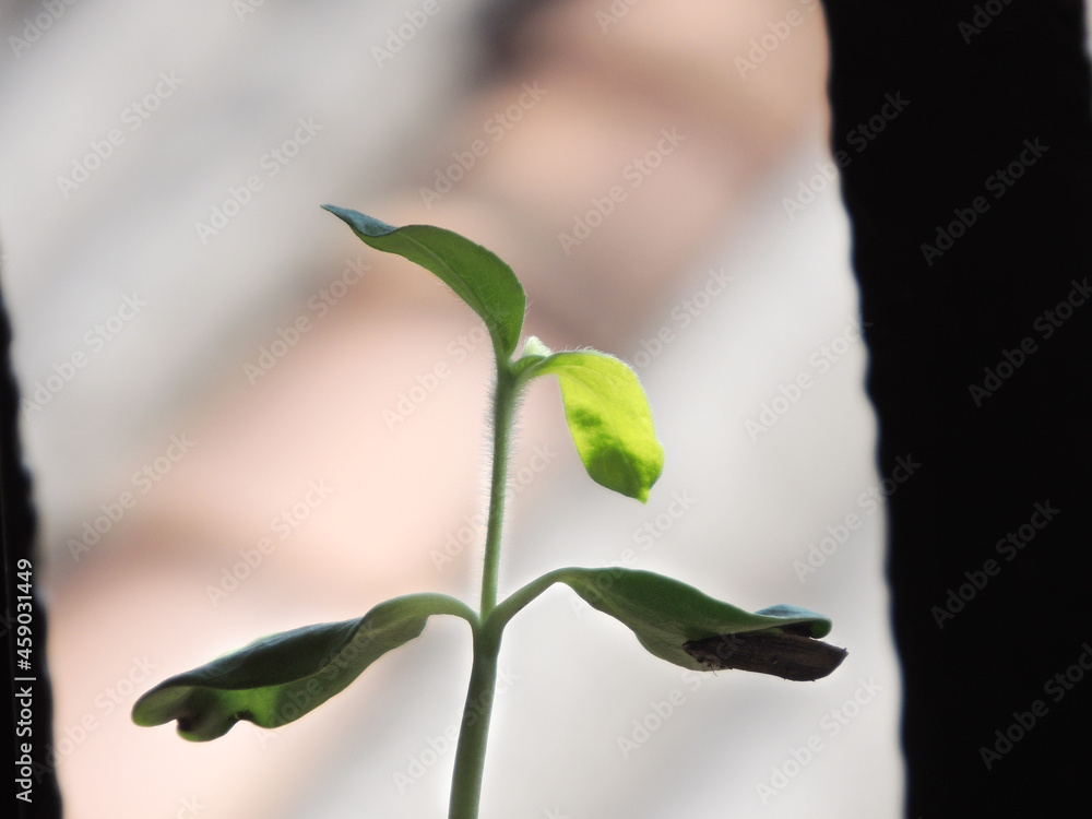 baby leafs plant of a sunflower at mornig. baby leafs plant of a sunflower at mornig.