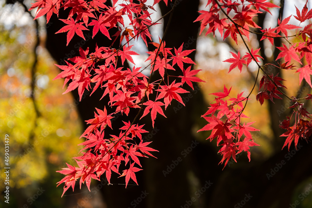 赤く紅葉したモミジの葉の奥に黒い幹 赤く紅葉したモミジの葉の奥に黒い幹