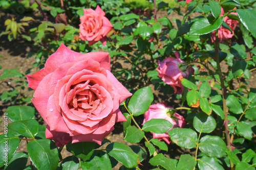 Roses Garden at Nagaoka City, Niigata Pref., Japan photo