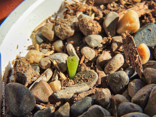 tiny cactus born in a old plastic pot © FernandoL