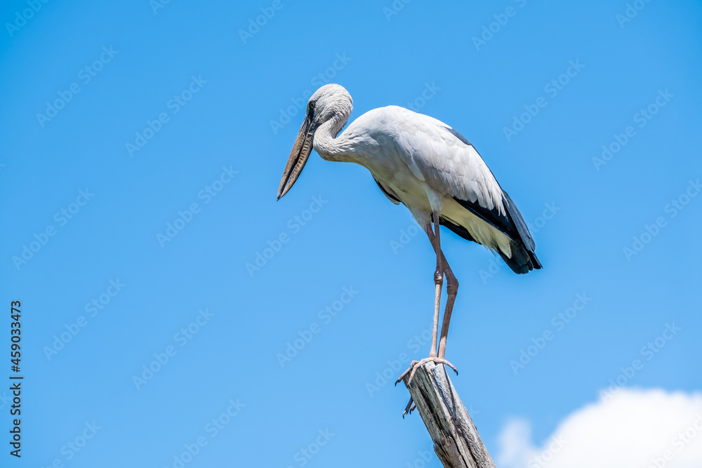 The Asian Openbill (Anastomus oscitans) is a large greyish colored wading bird or stork. Its name derived from the adult birds bill having a distinctive gap which is for feeding on freshwater snails. The Asian Openbill (Anastomus oscitans) is a large greyish colored wading bird or stork. Its name derived from the adult birds bill having a distinctive gap which is for feeding on freshwater snails.