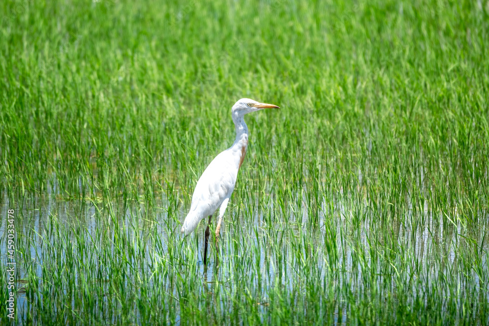 Eastern Great Egret (Ardea modesta) walking on the rice field. Eastern Great Egret (Ardea modesta) walking on the rice field.