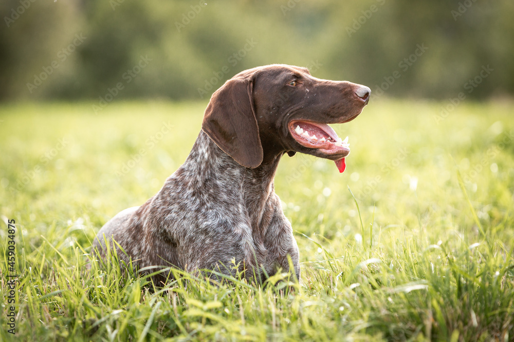 Cute German smooth-haired pointer rests in the green grass. High quality photo Cute German smooth-haired pointer rests in the green grass. High quality photo