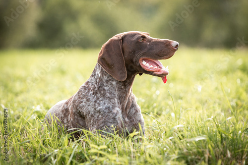 Cute German smooth-haired pointer rests in the green grass. High quality photo
