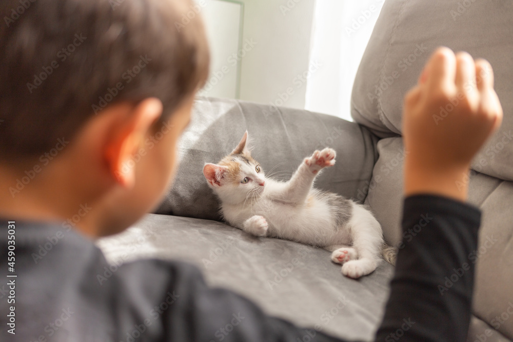 child play with baby cat at home selective focus child play with baby cat at home selective focus