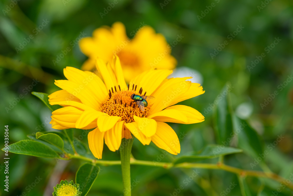 fly and heliopsis blooms beautifully on the lawn. High quality photo fly and heliopsis blooms beautifully on the lawn. High quality photo