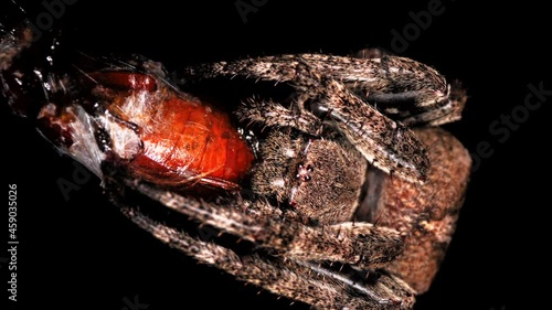 Super macro view of a creepy hairy garden spider holding and eating its prey in a web cacoon. A spider caught a bug in its trap. Night wildlife photo