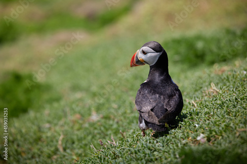 puffin standing on a rock cliff . fratercula arctica © JORGE CORCUERA