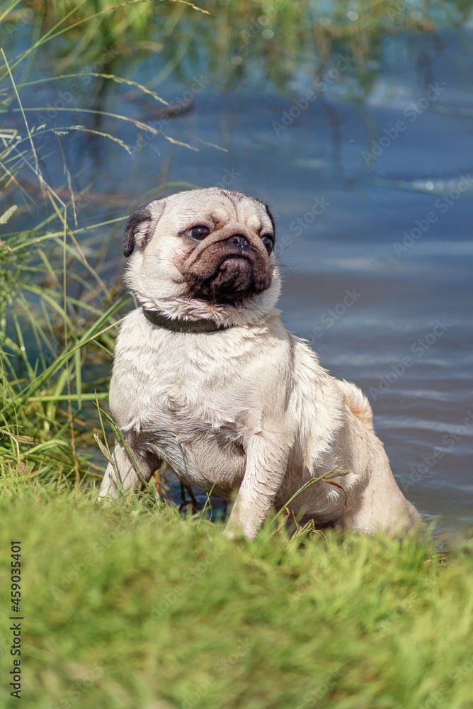 funny pug wet climbs to the shore of the lake after swimming. The dog shows his pride and disobedience