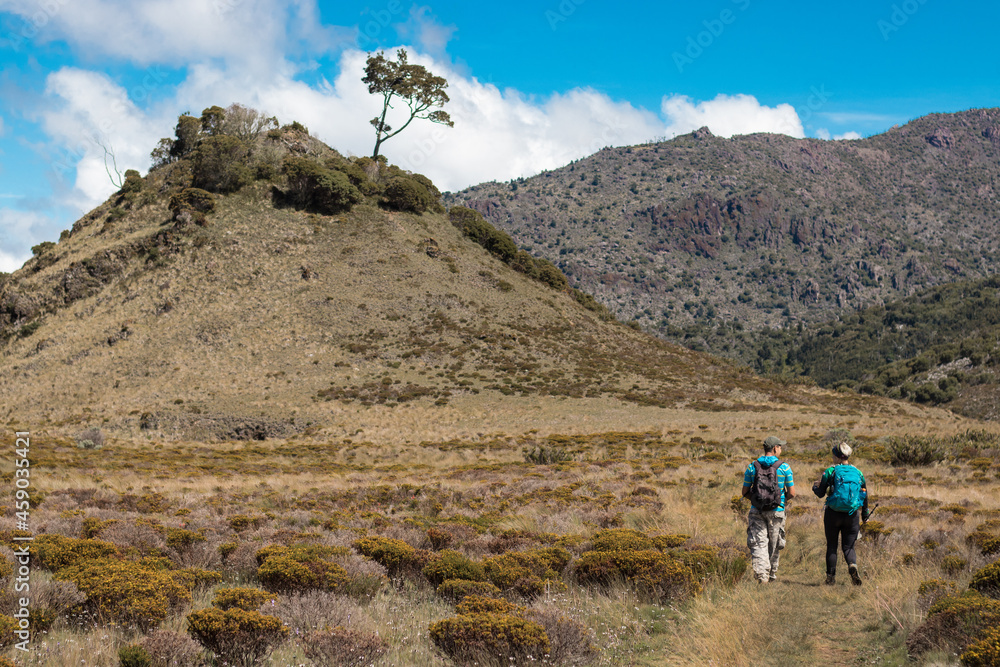 a couple of hikers walking along the path surrounded by vegetation in the paramo in Chirripo National Park
