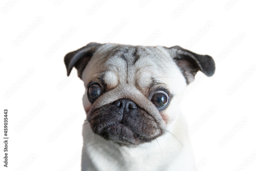 funny face of a small pug on a white background. the emotion of interest