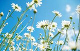 a lot of white daisies against the blue sky on a warm summer day