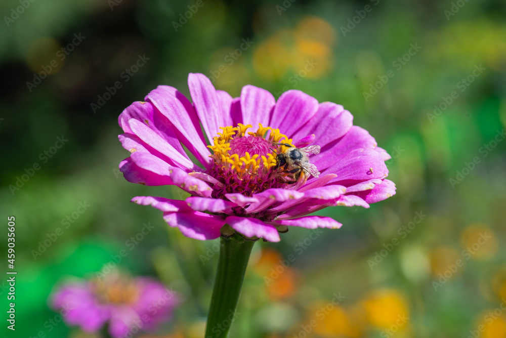 on a beautiful flower of gerbera and a wasp. High quality photo on a beautiful flower of gerbera and a wasp. High quality photo