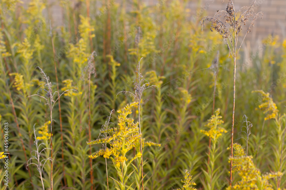 close-up of flowers in autumn of a tall grass species on sunset background, used to background,grass flower with lake background.Grass on the roadside in the evening sun shines close-up of flowers in autumn of a tall grass species on sunset background, used to background,grass flower with lake background.Grass on the roadside in the evening sun shines