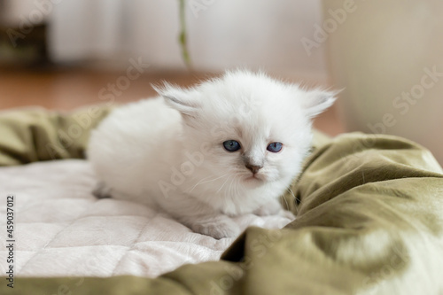 British shorthair kitten of silver color with blue eyes lies in a cat bed. Pedigree pet. Space for text. High quality photo