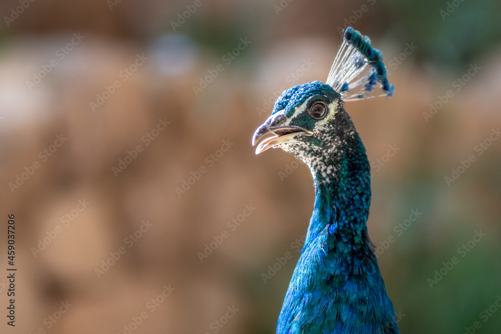 Obraz premium Isolated close up portrait of an adult beautiful male peacock- Southern Israel