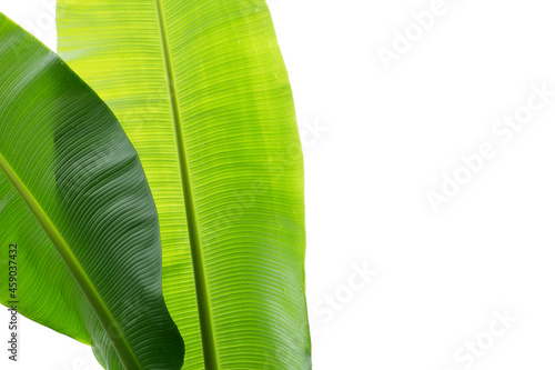 Banana leaves on white background.