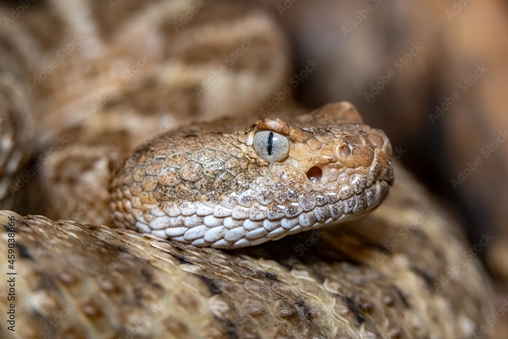 Fototapeta premium Mitchell's Rattlesnake. Crotalus mitchellii pyrrhus. Close-up.