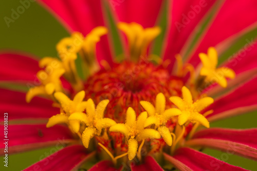 The pollen of zinnia flowers in the morning