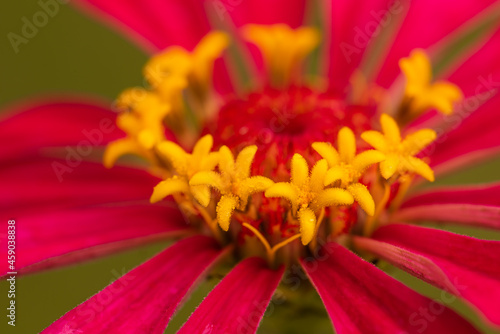 The pollen of zinnia flowers in the morning