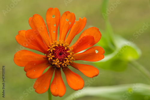 The pollen of zinnia flowers in the morning