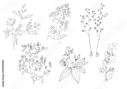 Collection of hand drawn wild flowers. Botanical plant illustration. 