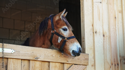 a beautiful brown horse grows its head through the opening of the barn door. High-quality photo