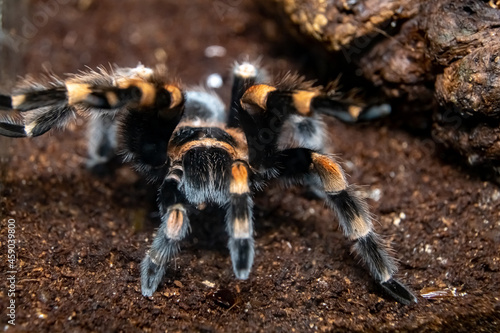  Mexican red-haired bird-eating spider close-up. Brachypelma vagans.