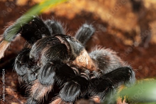 Emilia the Bird-eating spider. Brachypelma emilia. Close-up.