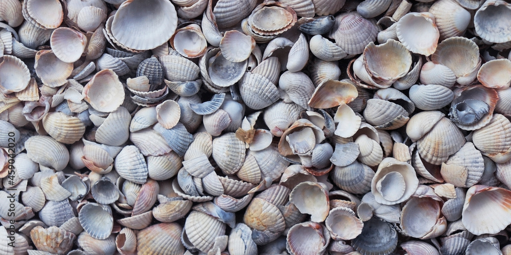 background with seashell