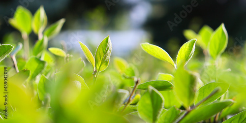 Tea plantation. Tea leaves. 
