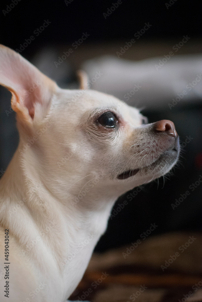 chihuahua chihuahua