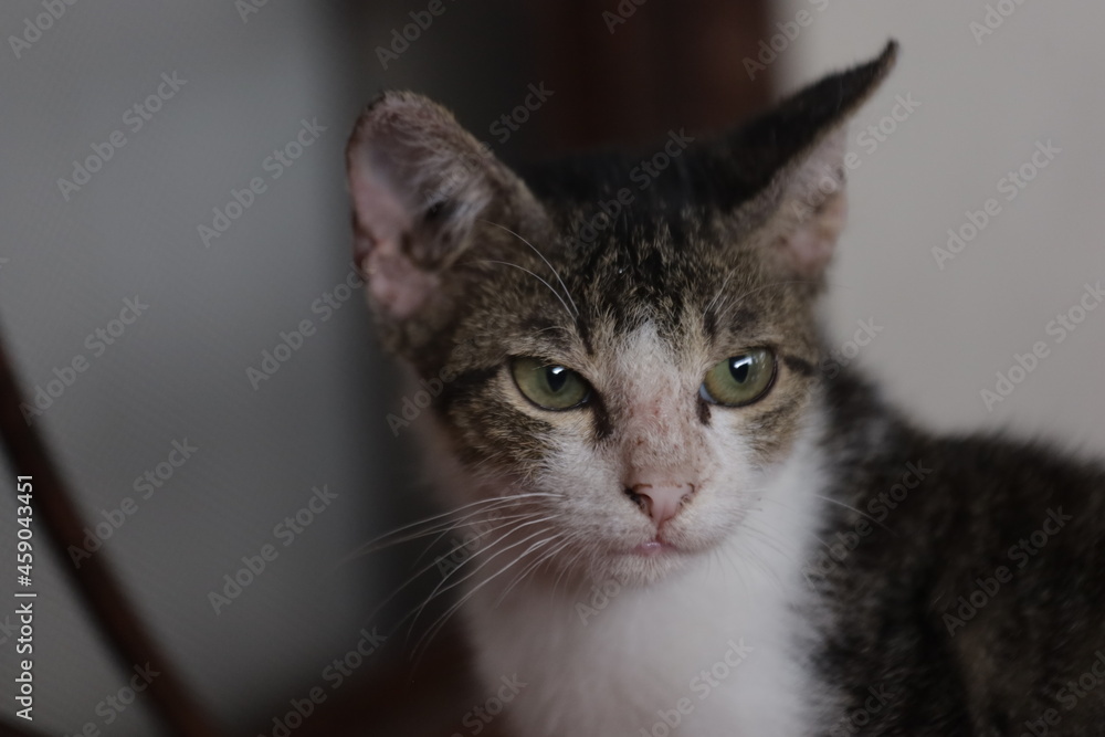 The striped cat with green eyes looks up at a camera and sticking out its tongue The striped cat with green eyes looks up at a camera and sticking out its tongue