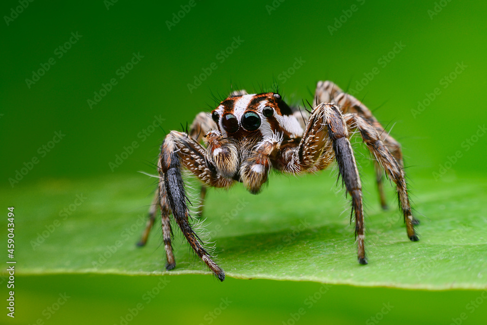 macro image of jumping spider. macro mode close up shot animal and insect. macro image of jumping spider. macro mode close up shot animal and insect.