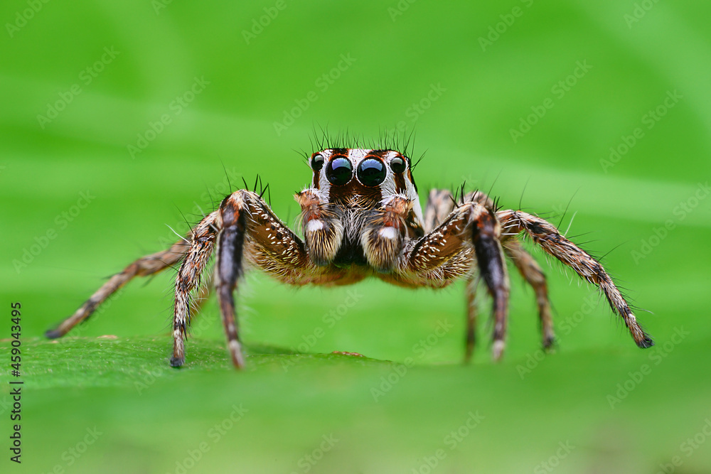 macro image of jumping spider. macro mode close up shot animal and insect. macro image of jumping spider. macro mode close up shot animal and insect.