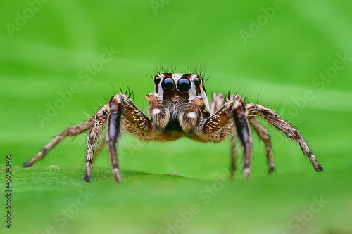 macro image of jumping spider. macro mode close up shot animal and insect.