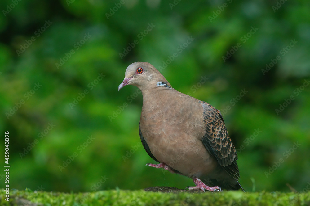 Closeup of Oriental Turtle Dove on the ground at Darjeeling in West Bengal, India Closeup of Oriental Turtle Dove on the ground at Darjeeling in West Bengal, India