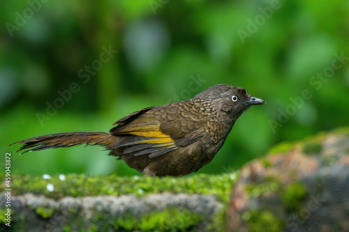 Scaly Laughingthrush foraging for food on the ground at Darjeeling in West Bengal, India © Mihir Joshi