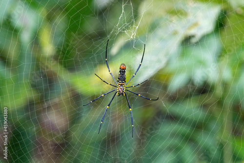 Big web by giant wood spider at Mahananda Wildlife Sanctuary in West Bengal, India