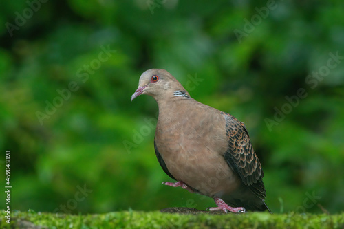 Closeup of Oriental Turtle Dove on the ground at Darjeeling in West Bengal, India