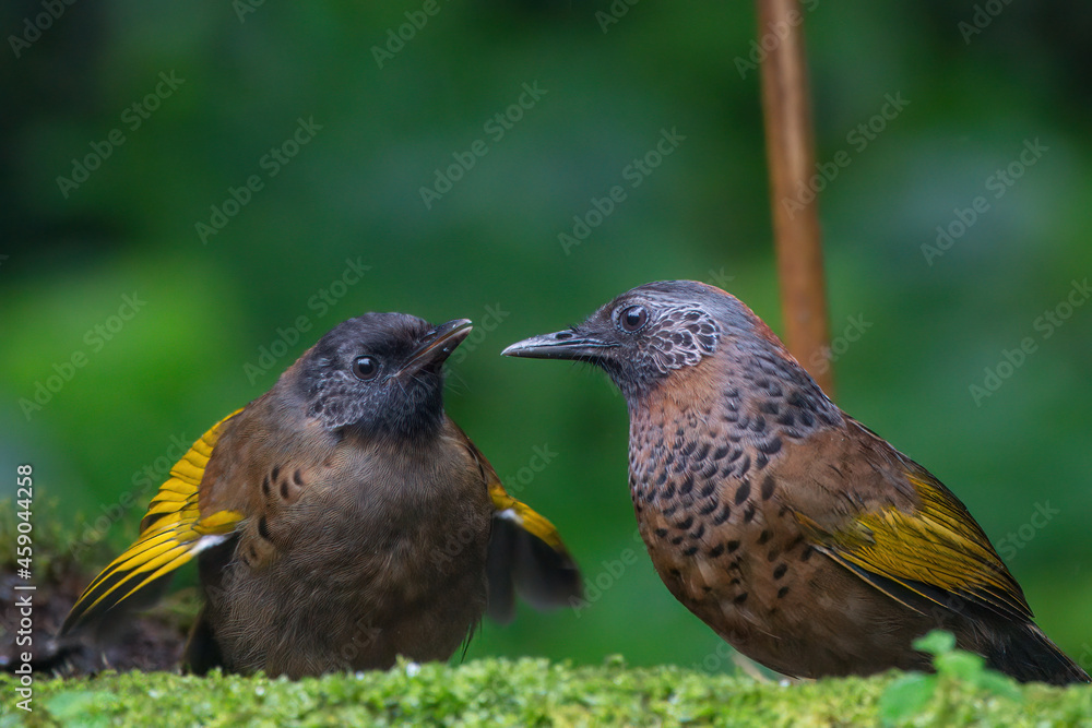 Chestnut-crowned laughingthrush foraging for food at Darjeeling, West Bengal, India Chestnut-crowned laughingthrush foraging for food at Darjeeling, West Bengal, India