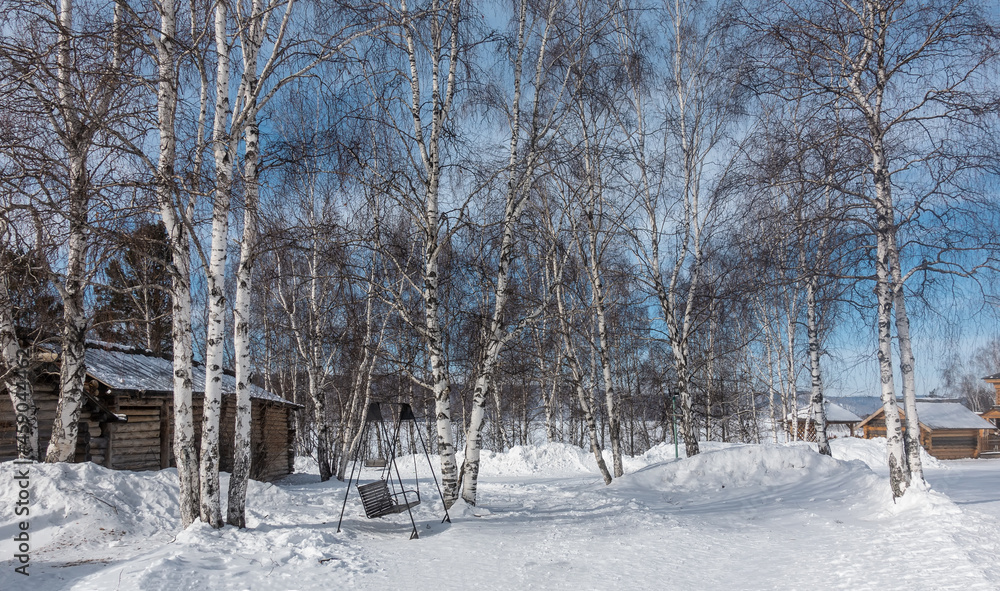 Winter birch grove. Trunks and bare branches against the blue sky. Among the snowdrifts there is a wooden swing-bench. One-story wooden houses are visible. Siberia.  