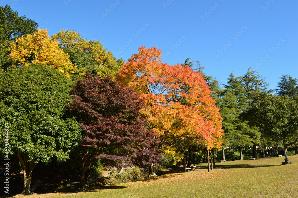 Autumn, sunny park. Trees also feel the change of seasons and make the leaves turn red.