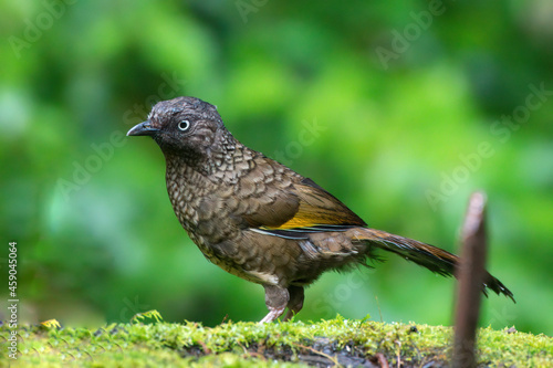 Scaly Laughingthrush foraging for food on the ground at Darjeeling in West Bengal, India
