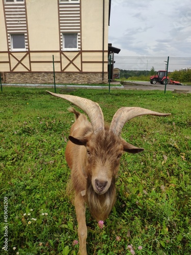 Big horned goat walks on the grass in the farm yard. male goat with curved horns