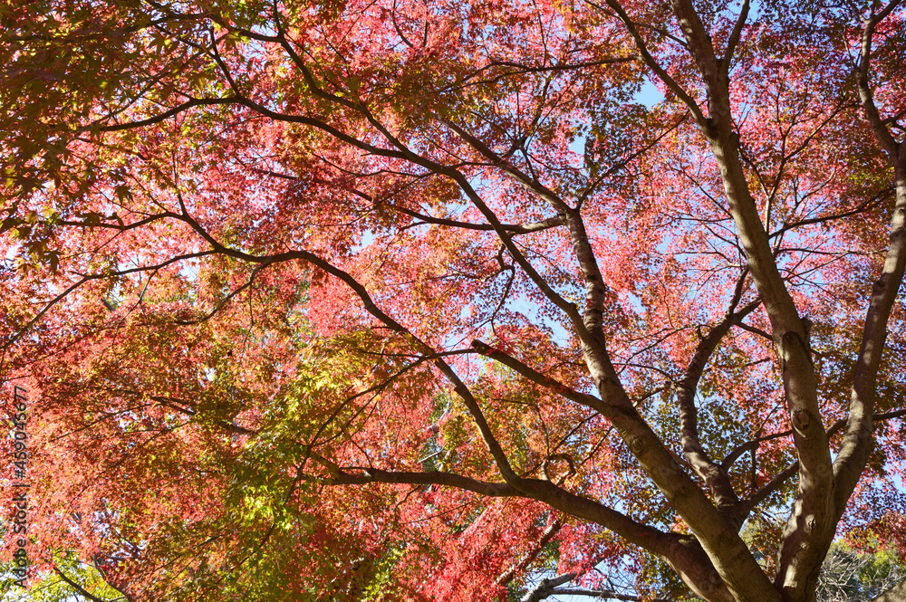 Autumn, sunny park. The sun's rays pass through the red-colored leaves and show a vivid color. Autumn, sunny park. The sun's rays pass through the red-colored leaves and show a vivid color.